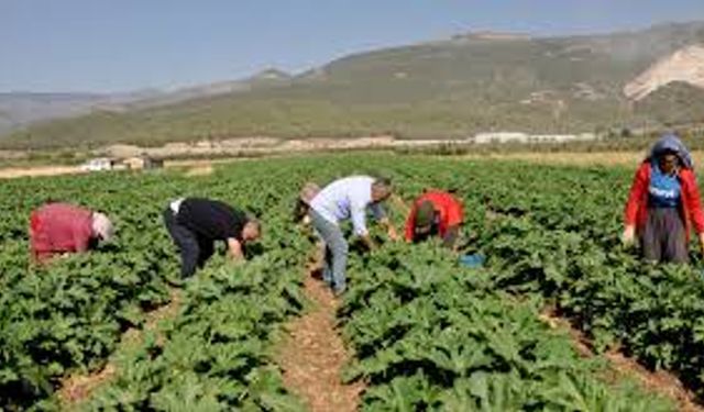Gaziantep'te kabak hasadı