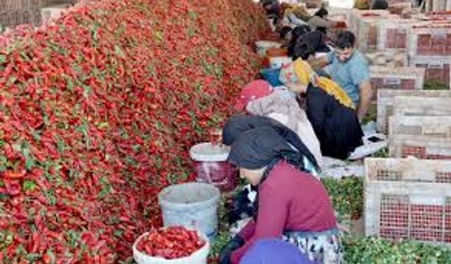 Gaziantep'te işçilerin acı mesaisi