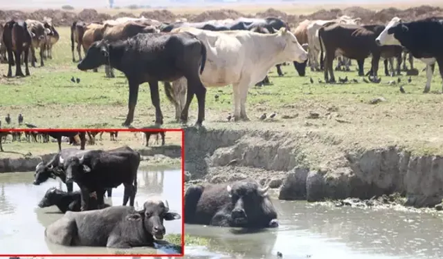Yüksekova'da manda yetiştiriciliği tercih ediliyor