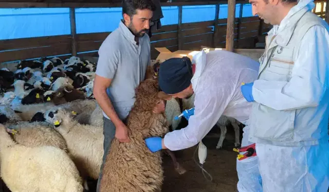 Küçükbaş, hayvanlar hastalıklara karşı aşılanıyor