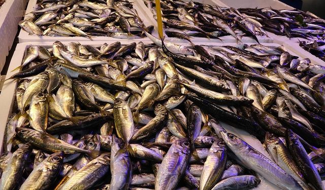 Trabzon'da Av yasağı sona erdi