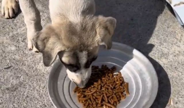 Kızılcahamam’da Artık Yemekler Can Dostlara Mama Oluyor