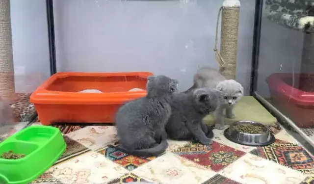 Sivas’ta Ev ve Süs Hayvanları Eğitimi Başlıyor