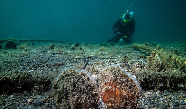 Bebek pina sayısı artıyor