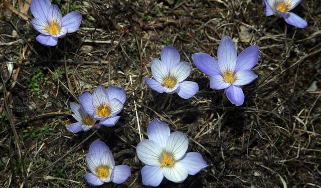 Ilgaz Dağı Vargit Çiçekleriyle Sonbahara Hazırlanıyor