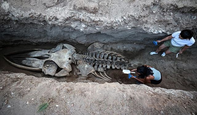 Mersin’de Deniz Canlıları Mirası: 14 Metrelik Balina Müzede Hayat Bulacak