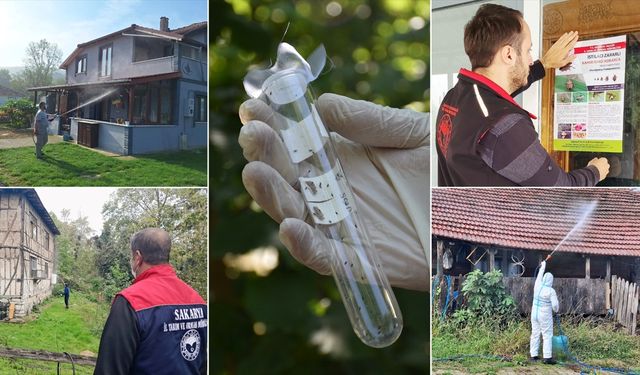 Sakarya'da kahverengi kokarca sıkı takipte!