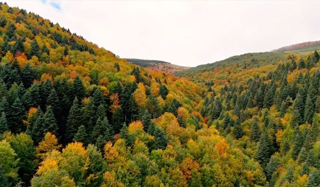 Samsun'un Alaçam ilçesinde sonbahar güzelliği!