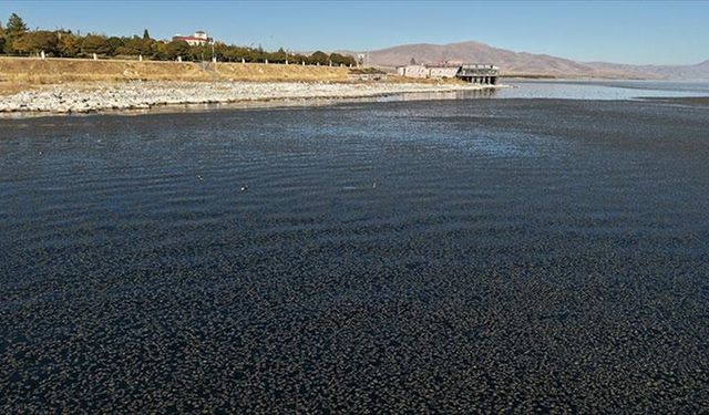 Van Gölü'nde yosun tabakası oluştu!