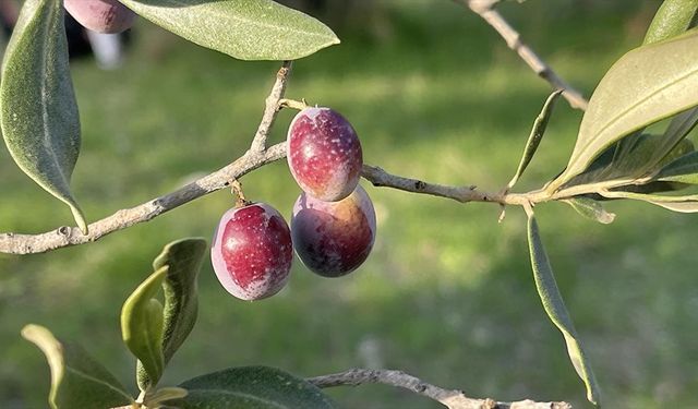 Zeytin rekoltesi açıklaması: 2,45 milyon ton öngörülüyor