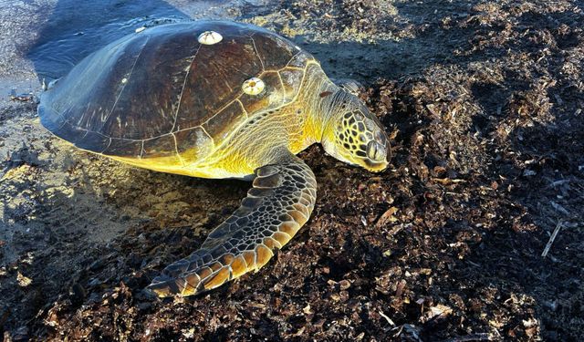 50 kiloluk caretta kıyıda ölü bulundu