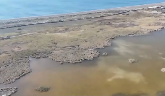 Akça cılbıt sahilde beslenirken görüntülendi