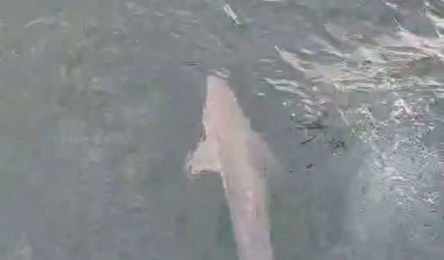 Balıkçılar köpek balığı buldu