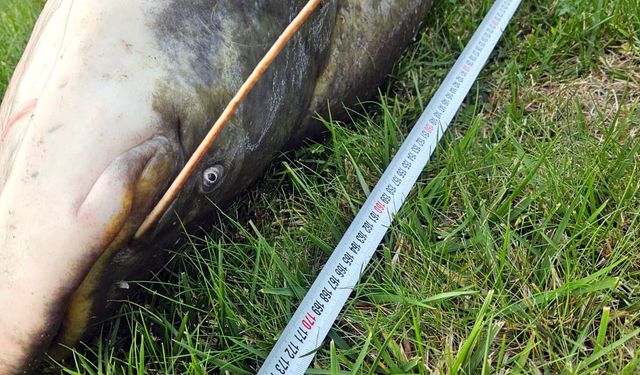 Çorlu’da Amatör Balıkçı Dev Yayın Balığı Yakaladı