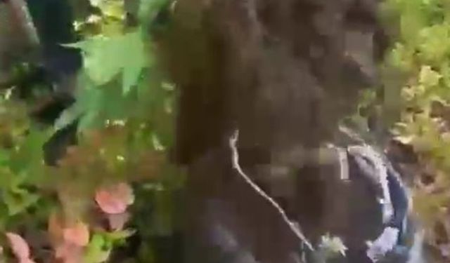 Ormanda yetiştirdikleri keneviri esrar haline getirip sattılar