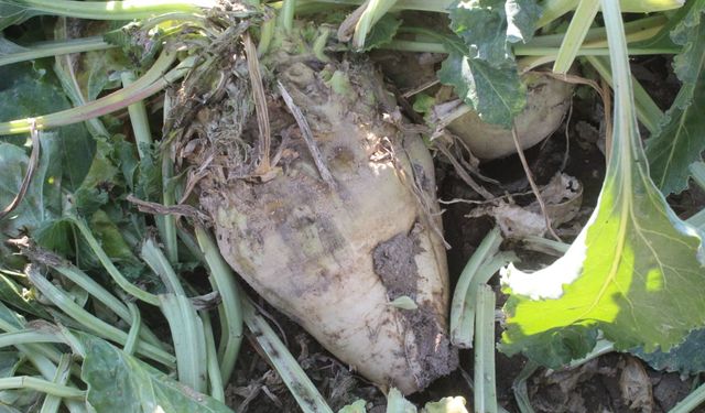 Şeker pancarı hasadı zamanı geldi