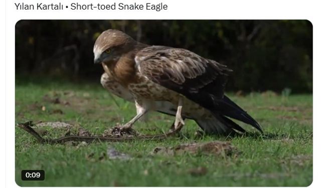 ‘Yılan kartalı' yılan avlarken görüntülendi