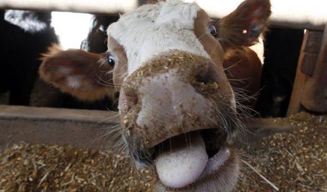 Deli Dana hastalığı kabusu tekrar mı başladı?