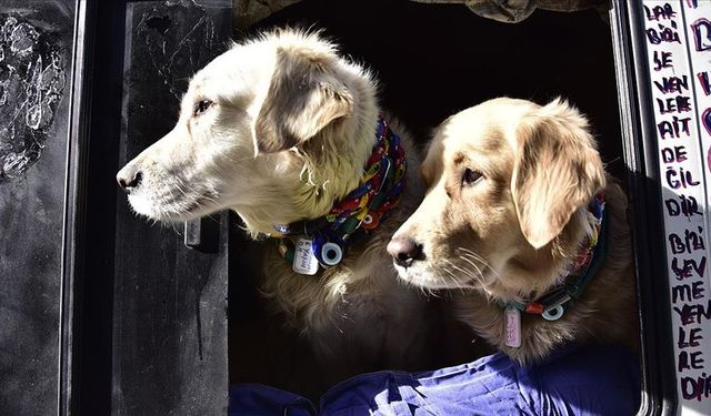 Sivas’ta evcil hayvanını şehir merkezine bırakanlara ceza