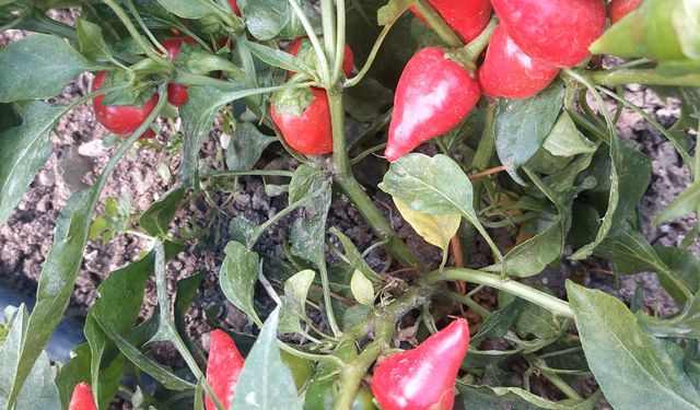 Mamak Belediyesi, Üreğil Millet Bahçesi’nde Ata Tohumu Üretimini Genişletiyor