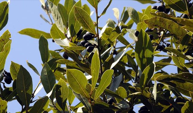 Defne Yağında Rekor Artış: Litresi 1000 TL’ye Dayandı