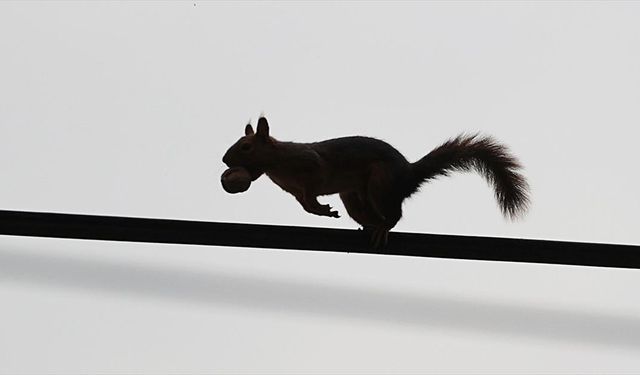 Alaçam’da Sonbahara Sincaplar Eşlik Ediyor