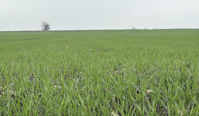 Çiftçiler buğday ekiminde yoğun mesai yapıyor