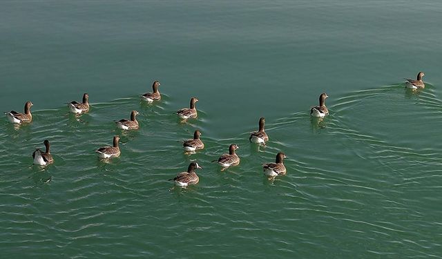 Erçek Gölü yaban kazlarına ev sahipliği yapıyor