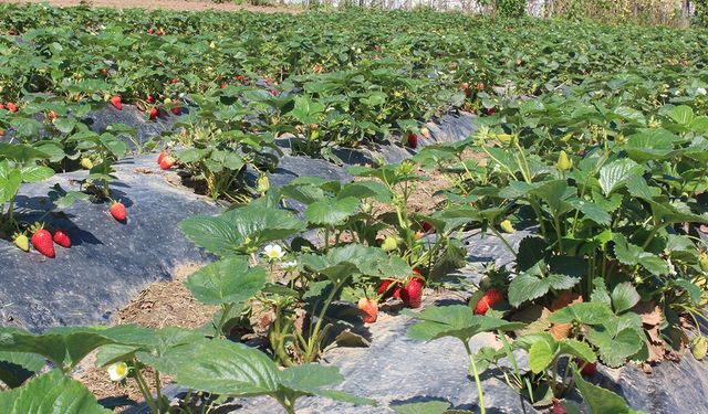 Organik üretimde çıta yükseldi: 1,3 milyon ton sınırı geçildi