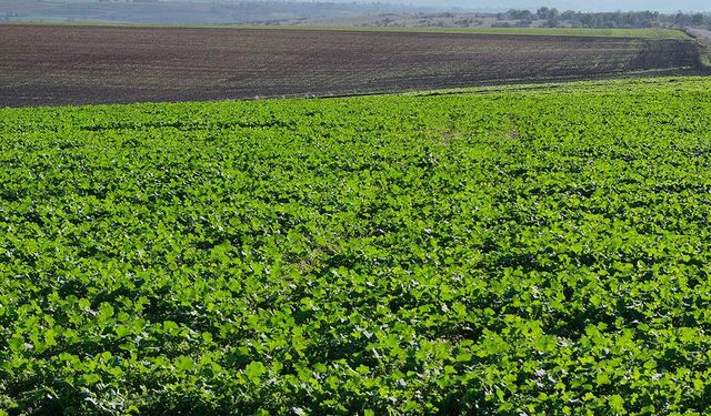 Son dönemdeki yağışlar kanola üreticisini sevindirdi