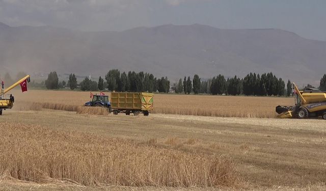 2050 yılında buğday, mısır, ayçiçeği üretimi düşecek