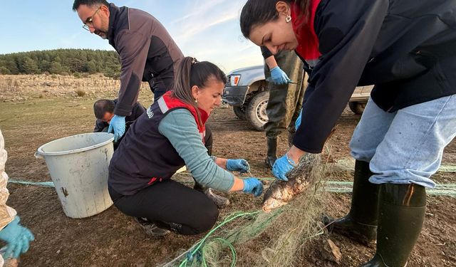 500 balık, canlı olarak kurtarıldı
