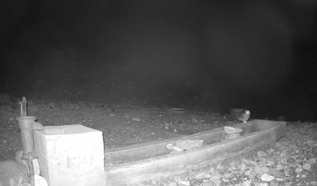 Aksaray'da yaban hayvanları kamerada