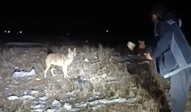 Ardahan’da arazide karşılaştığı kurdu eliyle besledi