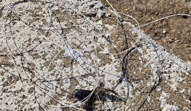 Balık ağlarına takılı yaralı caretta caretta kurtarıldı