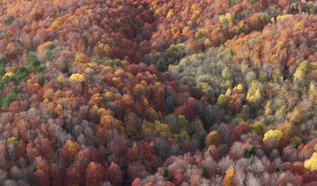 Bolu Mengen'de sonbahar güzelliği!