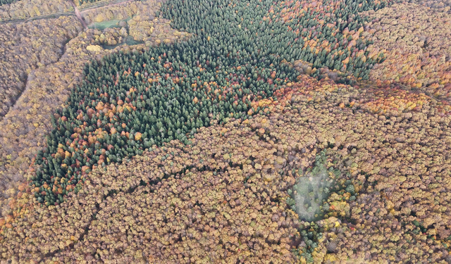 Bolu'da sonbahar manzarası bir başka