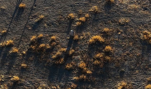 Çatalhöyük'e gömülen Güllü Ayşa'nın öyküsü