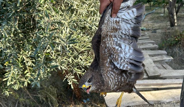 Hatay’da yaralı şahin tedaviye alındı