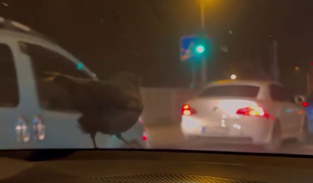 Kızının otomobiliyle eve gelen kargayı sahiplendi