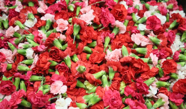 Tabak Kırma Yasaklandı: Yunanistan’a Türkiye’den Çiçek Yağmuru