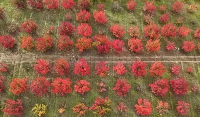 Bursa'daki meyve bahçelerinden renkli görüntüler
