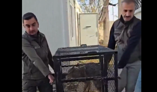 Su kuyusundan kurtarılan çakal doğal yaşamına bırakıldı