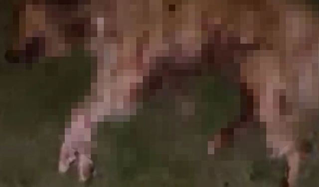 Samsun'da 9 köpek tabanca ile vurularak öldürüldü!