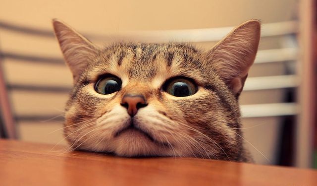 Kediler neden uzun uzun bakar?