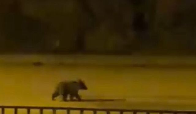 Yavru bozayı ilçede görüntülendi