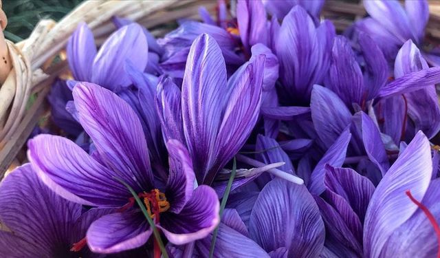 Konya’da Genç Girişimciden Topraksız Safran Devrimi