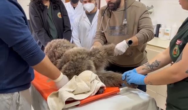 Kars’ta Yaralı Bozayıya Müdahale