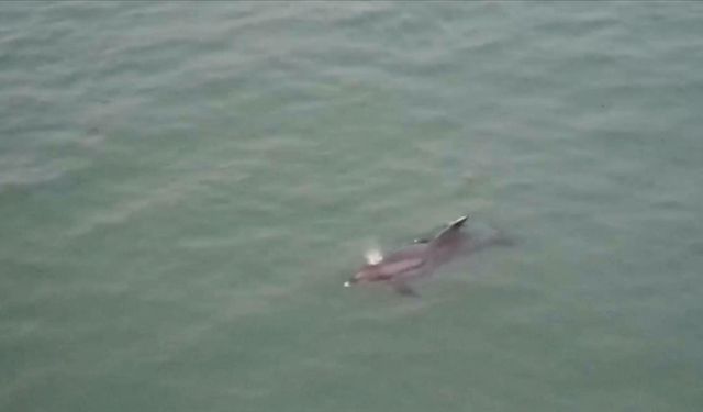 Balıkçı ağlarına takılan yunus karaya vurdu