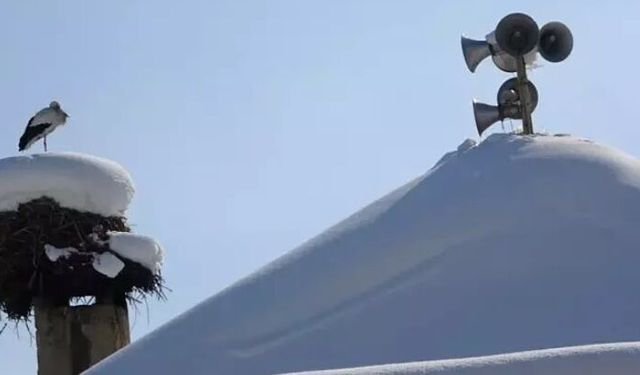 23 yıldır göç etmeyen leyleklere yenileri eklendi